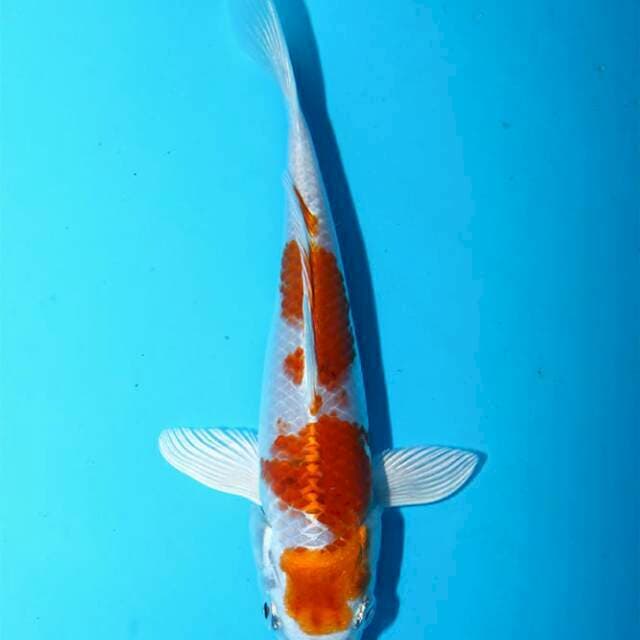 Hariwake