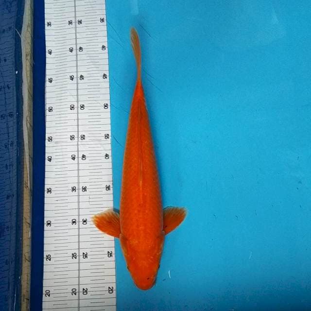 POLOSAN - 37CM