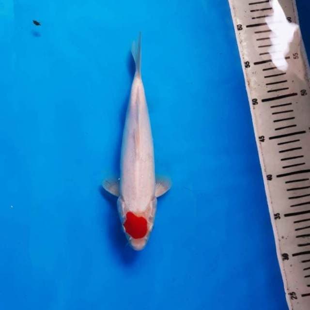 m.high quality tanco kohaku