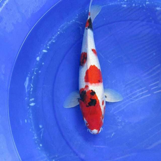 Showa motogoro simetris ±35cm