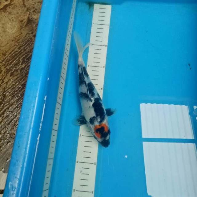 ORIGINAL 24 CM