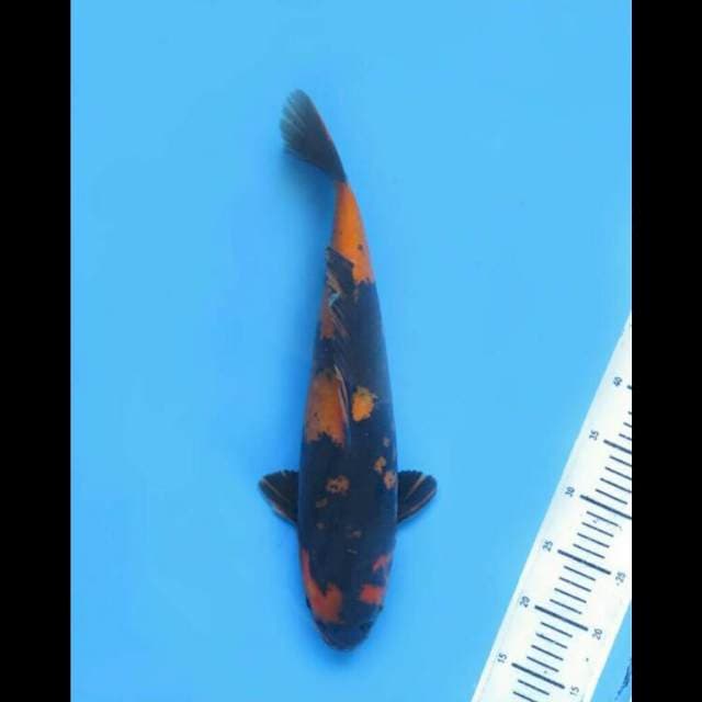 Jumbo Hi Utsuri F1 - 45cm