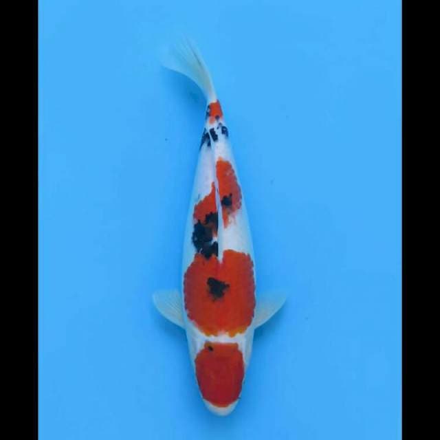 Maruten Sanke Bulky - 35cm