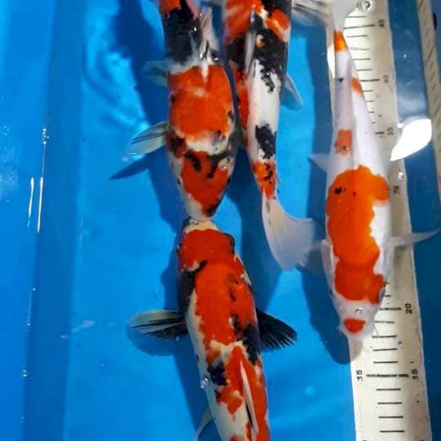 SHOWA SANKE 30 SAMPAI 34 CM
