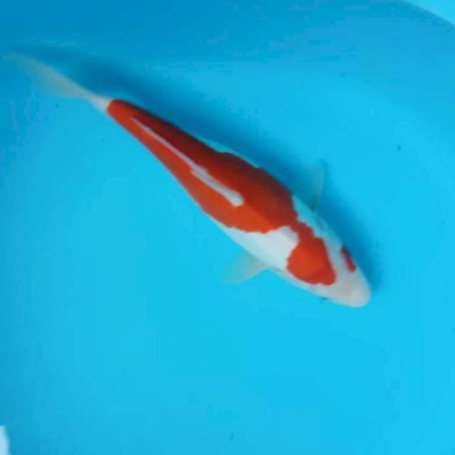 Kohaku