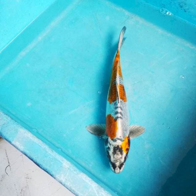 KIN KIKOKURYU