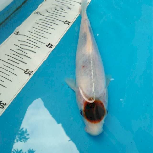 tanco goromo 20 cm