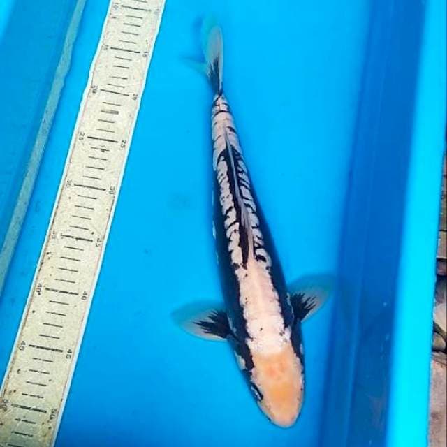 Kumonriyu 37cm