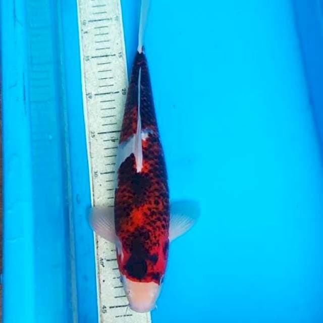 Goromo 37cm