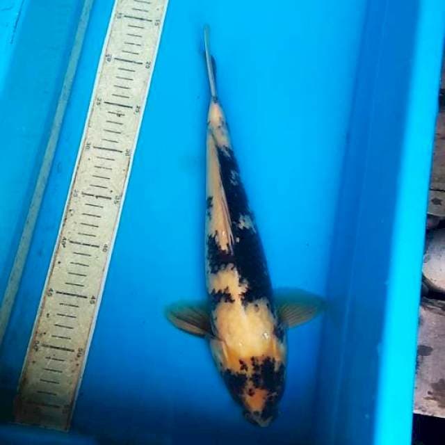 Shiro 37cm