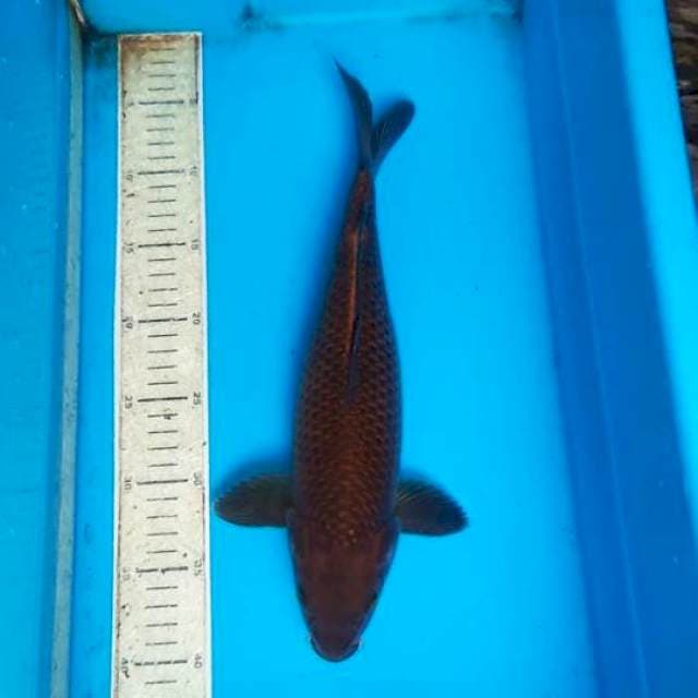 Cagou tembaga 35cm
