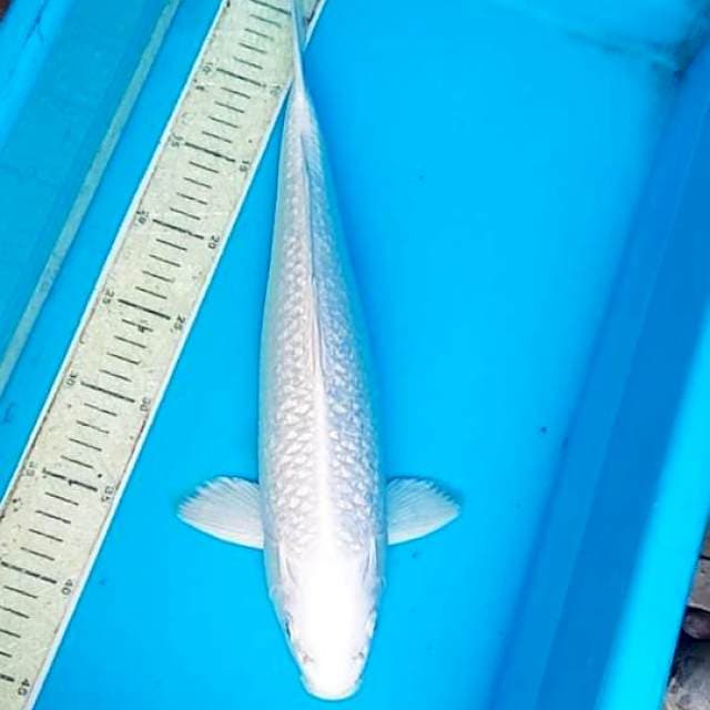 Platinum Ginrin 39cm