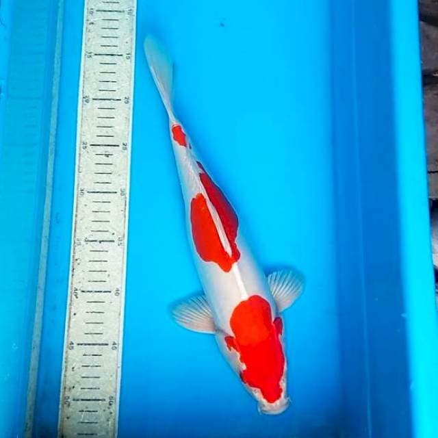 kohaku doit hikari 36cm