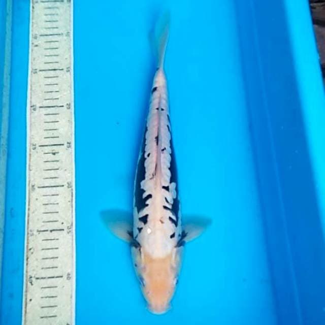 Kumonriyu 33cm