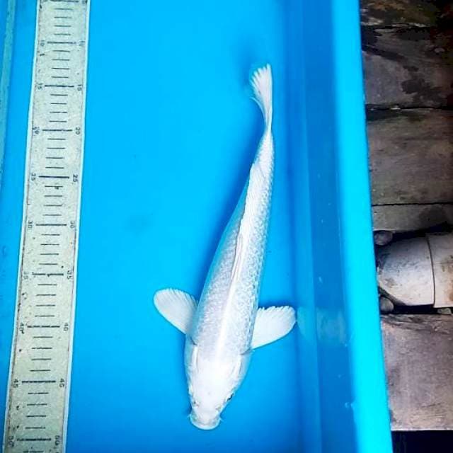 Platinum ginrin 35cm