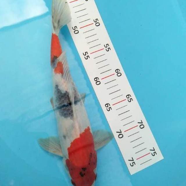 ** sanke 32cm **