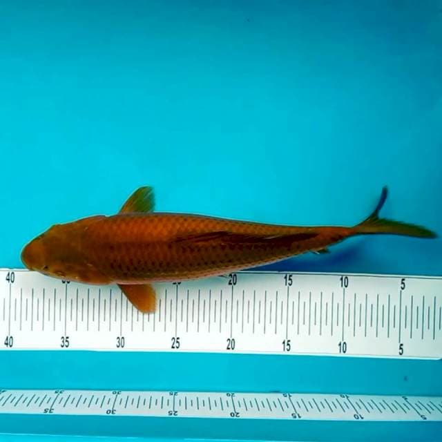 I. Chagoi Tembaga || 36cm