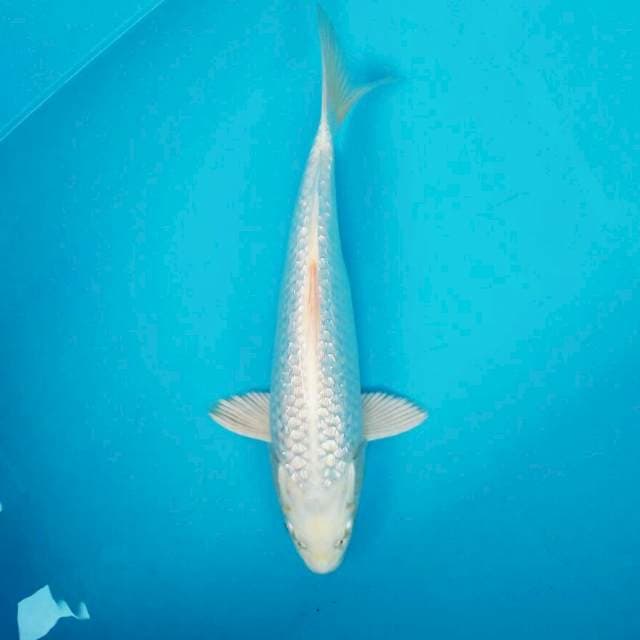 Platinum*32cm ginrin