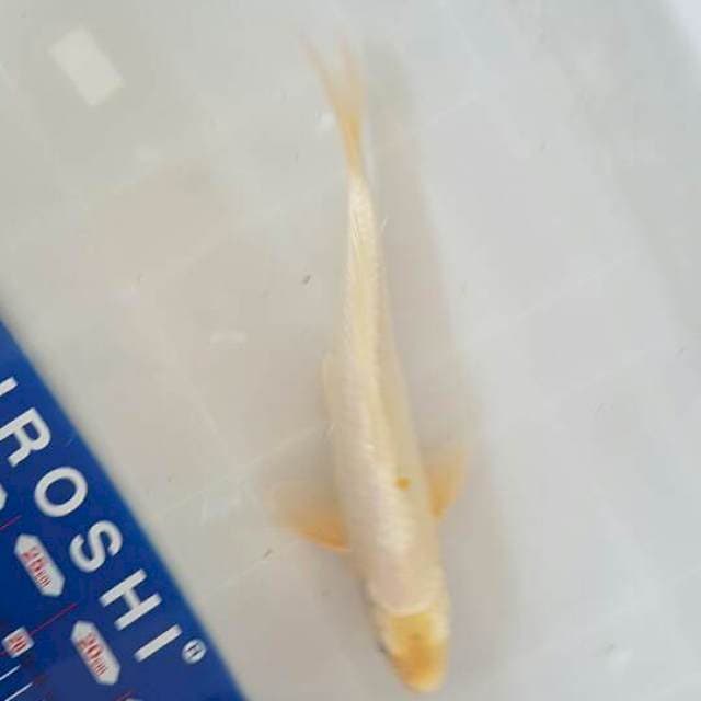 White kawarimono