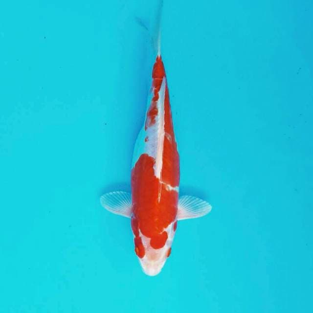 Kohaku doit*26cm