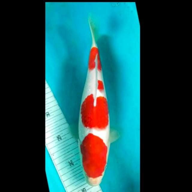 si bulky kohaku 30cm bloodline ogata