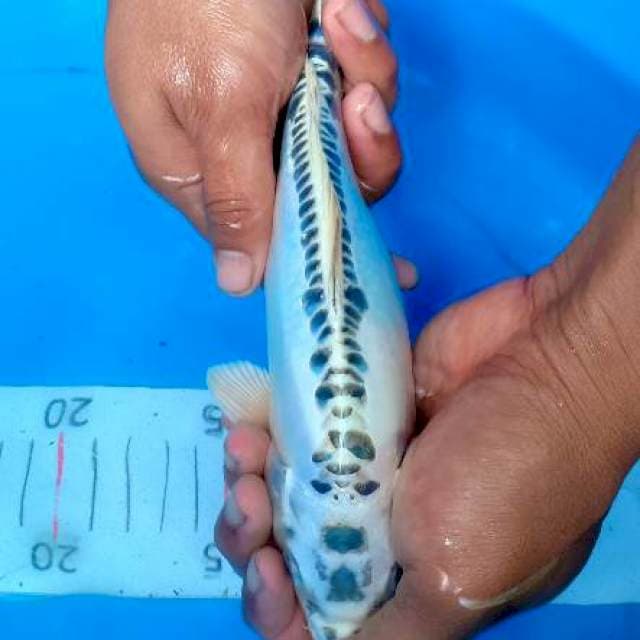 Cantik 23cm