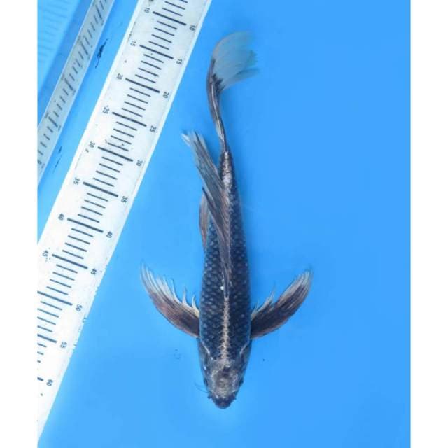 Jumbo Kumpay Antik , 48Cm