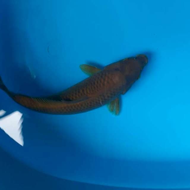 Penjinak kolam