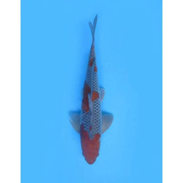 Ochiba Nyala Tinggal Gemukan , 42cm
