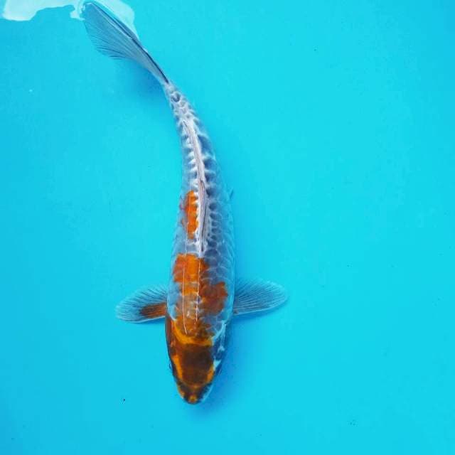 XII. Kawari Sisik Besar || 35cm