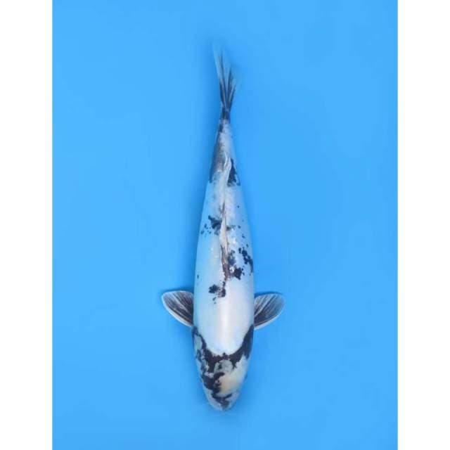 Shiro Doitsu Murni Calon , 33cm