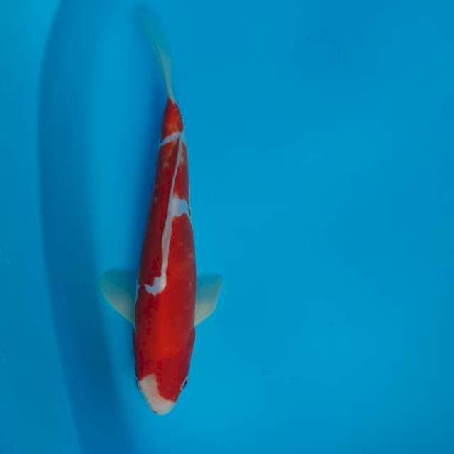 Kohaku mulus