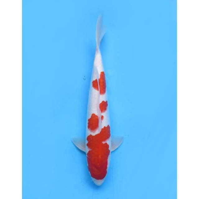 F1 Kohaku Jumbo Merah Halus , 47cm