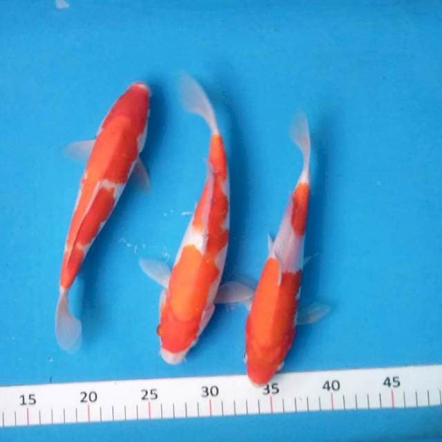 Paket kohaku