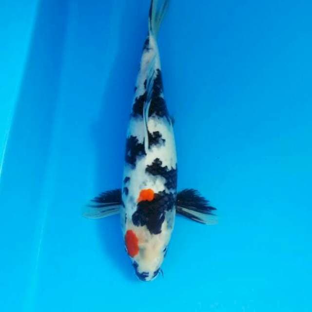 Showa 33 cm