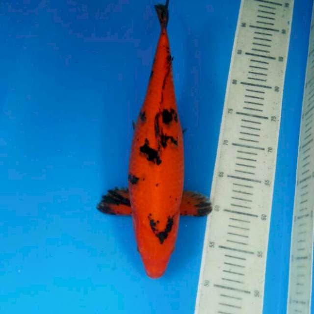 Aka Bekko 40 cm