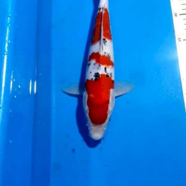 SANKE 32 CM
