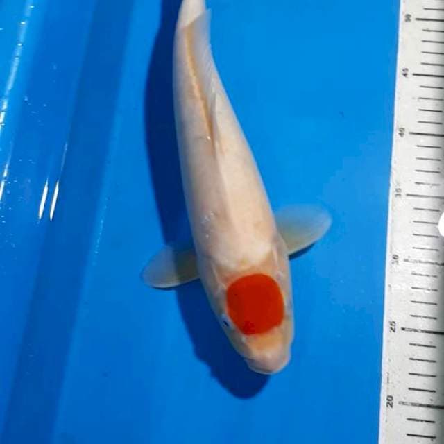 TANCHO 36 CM
