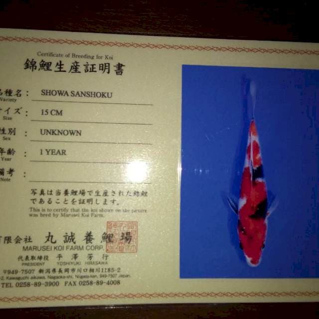 Showa 15 (Marusei). Import dan Sertifikat