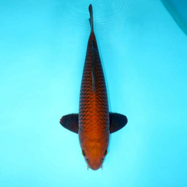 Jantan Tembaga Murni 43 cm