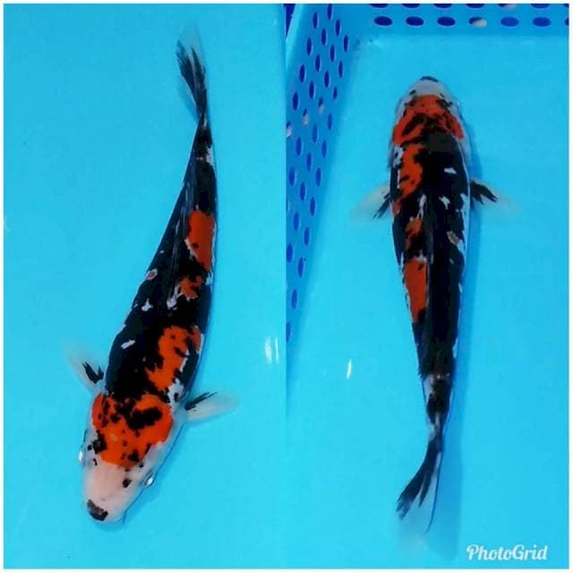 SHOWA SANKE DOITSU ORIGINAL
