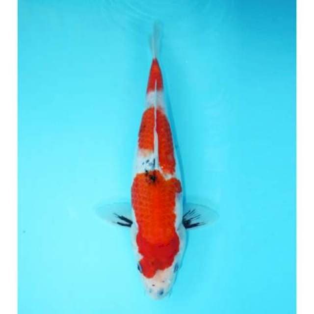 SANSAN SHOWA TATEGOI PROSPEK 31 CM