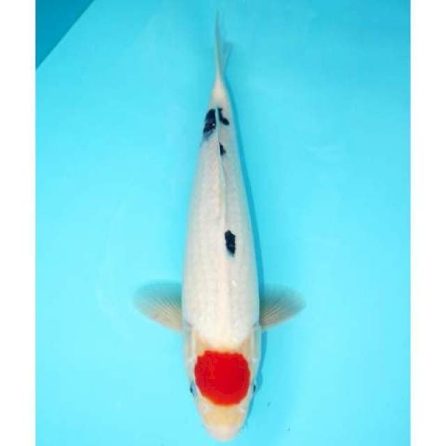 TANCHO SANKE QUALITY 31 CM