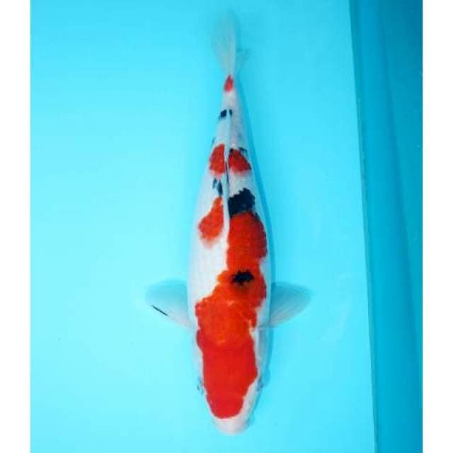 SANKE PUTIH BAGUS - KOLEKSI 34 CM