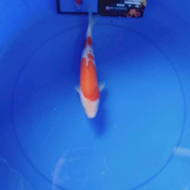 Kohaku 26 cm import serti