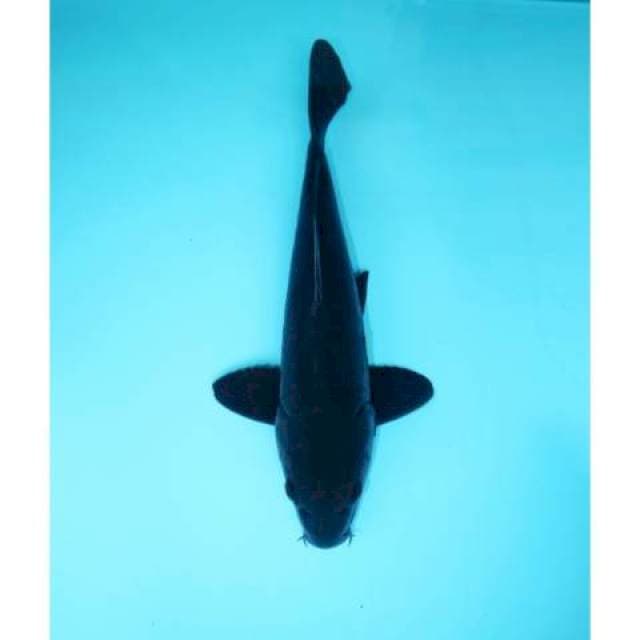 KARASHU DOIT SISIK NAGA IKAN LANGKA 34 CM