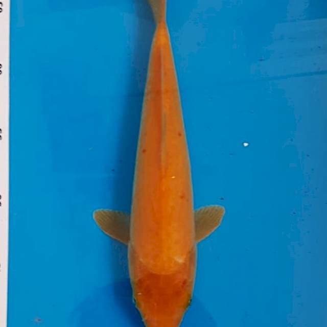 Lelang Singkat ~Karashi 30cm Male