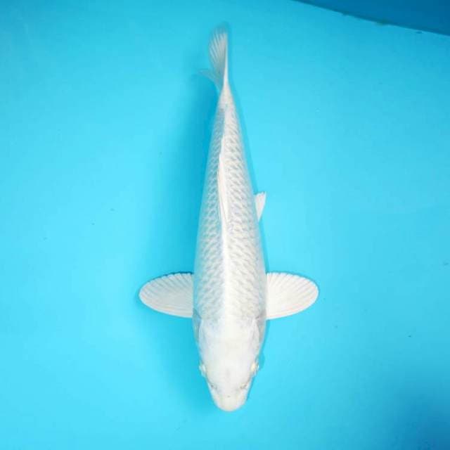 PLATINUM MALE JOSS 33 CM