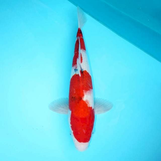 TATEGOI SANKE 36 CM