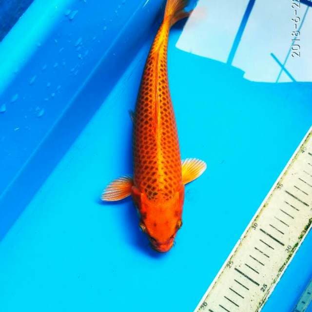 KIN MATSUBA KOLEKSI KOLAM